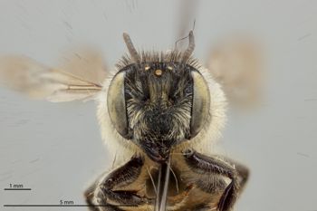 Media type: image;   Entomology 592378 Aspect: head frontal view